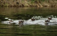 Group of giant otter swimming toward the camera
