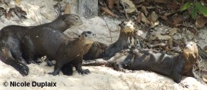 Group of giant otters on a sandy bank